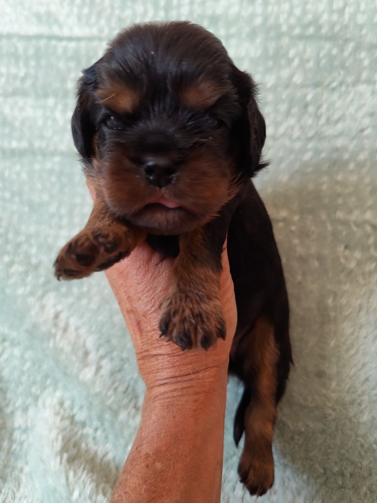 Du Souvenir Des Dicks - Chiots disponibles - Cavalier King Charles Spaniel