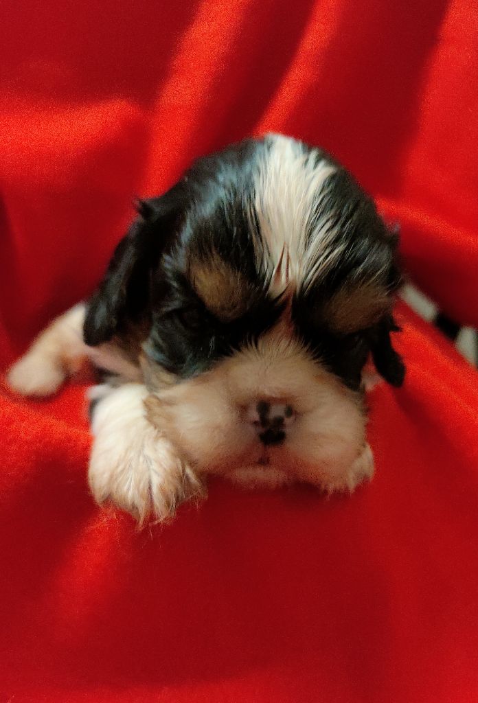 Du Souvenir Des Dicks - Chiots disponibles - Cavalier King Charles Spaniel