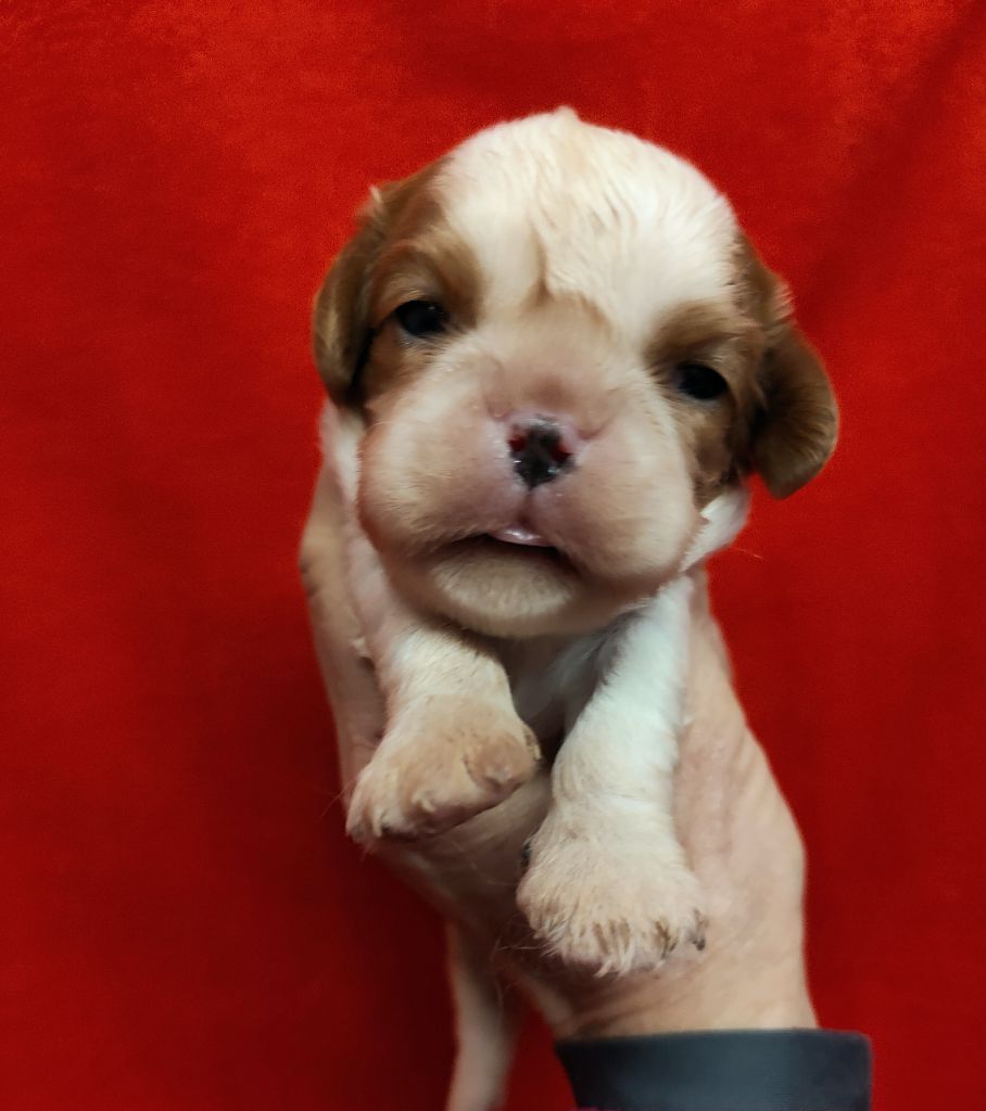 Du Souvenir Des Dicks - Chiots disponibles - Cavalier King Charles Spaniel