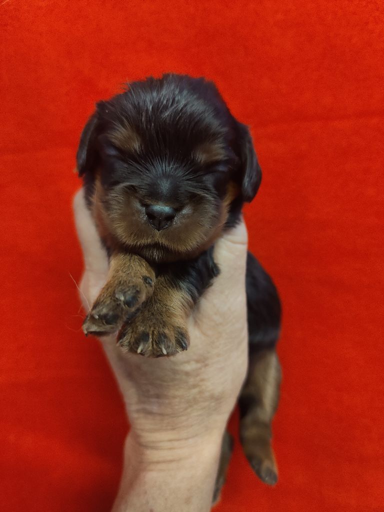 Du Souvenir Des Dicks - Chiots disponibles - Cavalier King Charles Spaniel