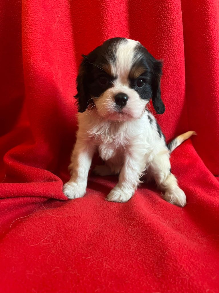 Du Souvenir Des Dicks - Chiots disponibles - Cavalier King Charles Spaniel