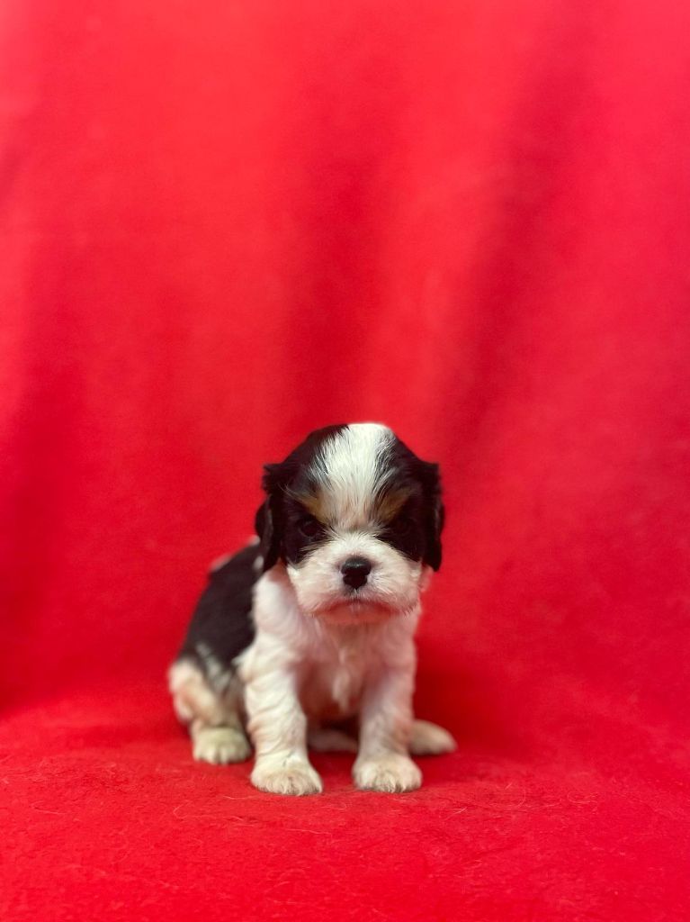 Du Souvenir Des Dicks - Chiots disponibles - Cavalier King Charles Spaniel