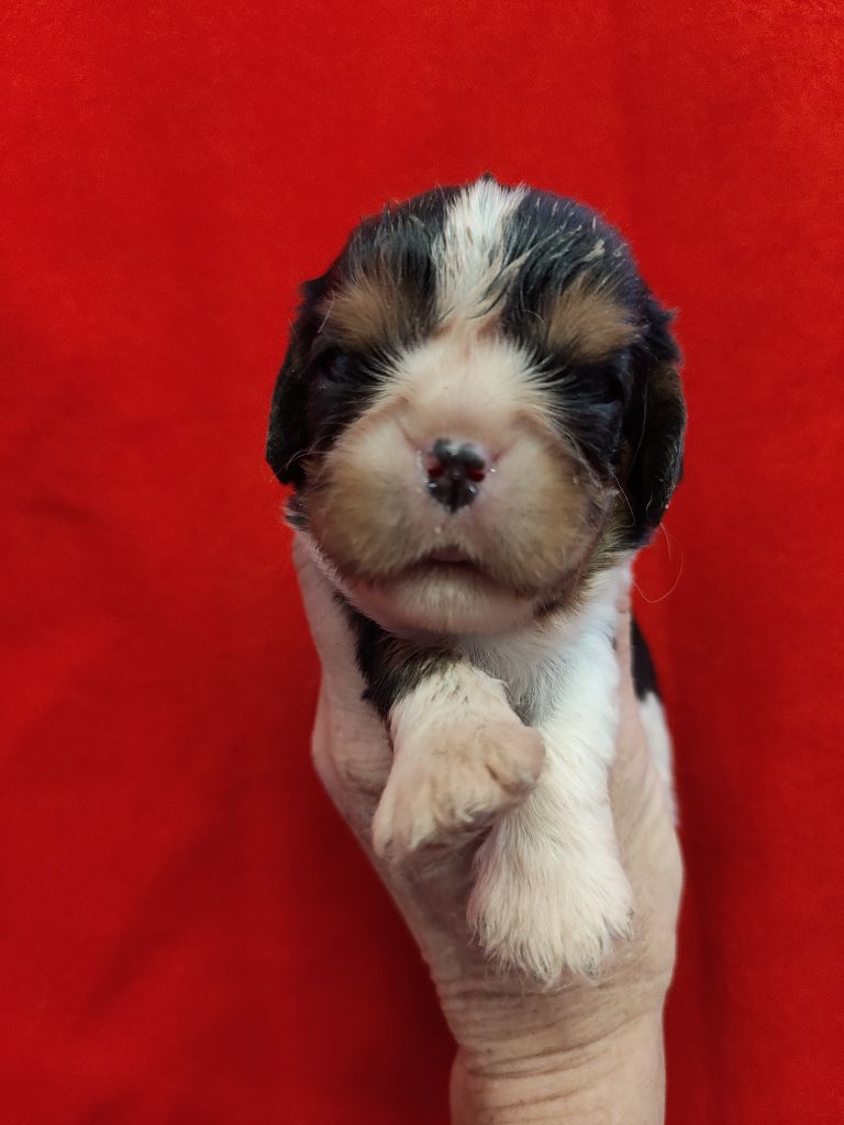 Du Souvenir Des Dicks - Chiots disponibles - Cavalier King Charles Spaniel