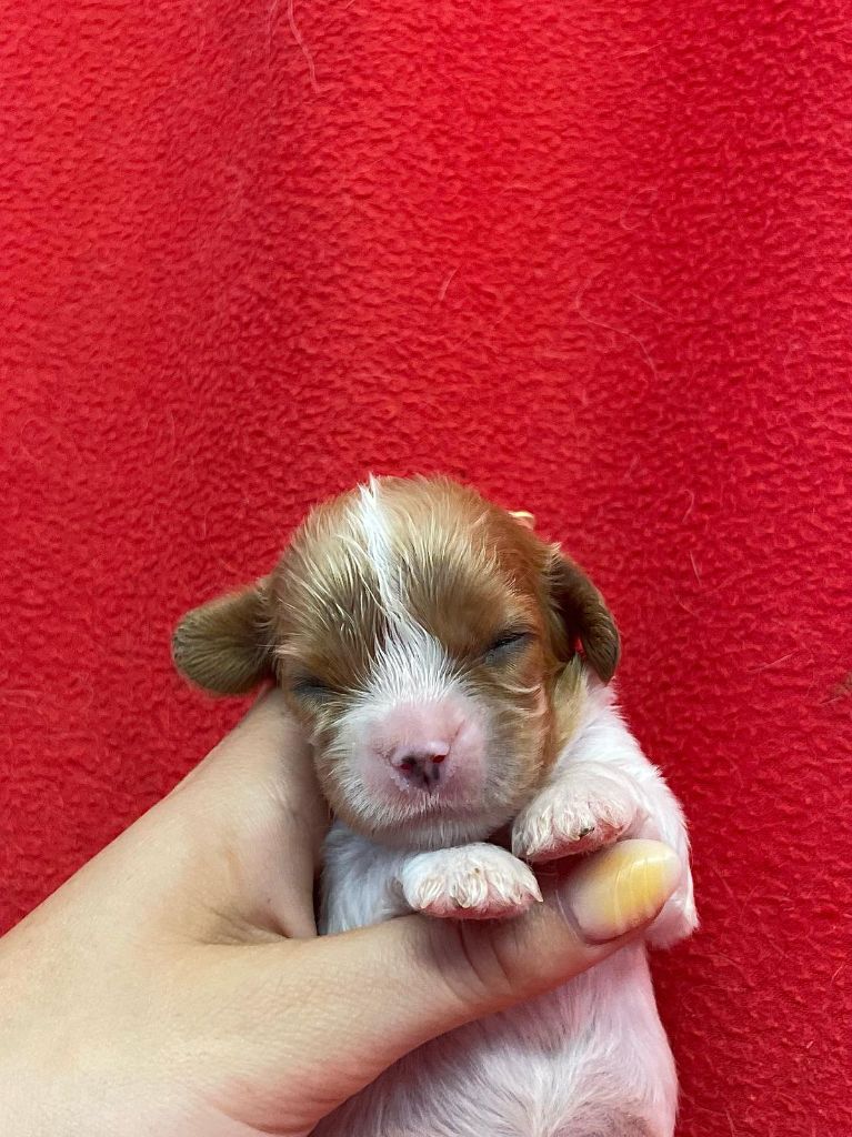 Du Souvenir Des Dicks - Chiots disponibles - Cavalier King Charles Spaniel