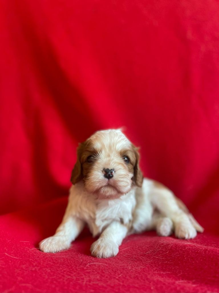 Du Souvenir Des Dicks - Chiots disponibles - Cavalier King Charles Spaniel