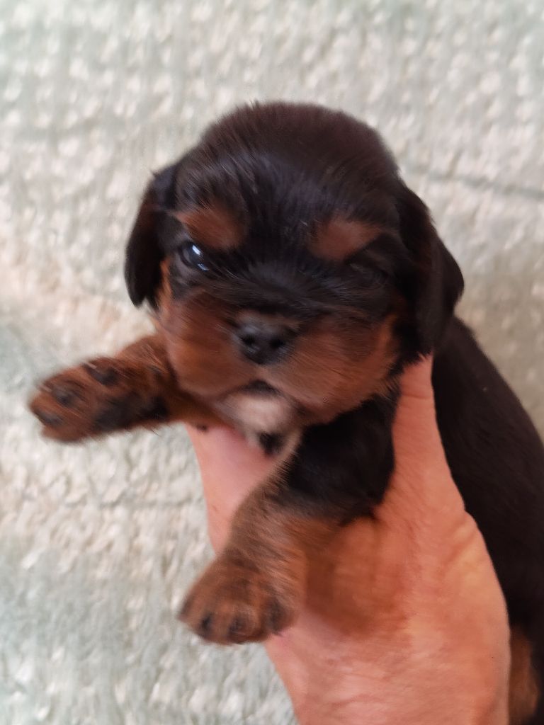 Du Souvenir Des Dicks - Chiots disponibles - Cavalier King Charles Spaniel