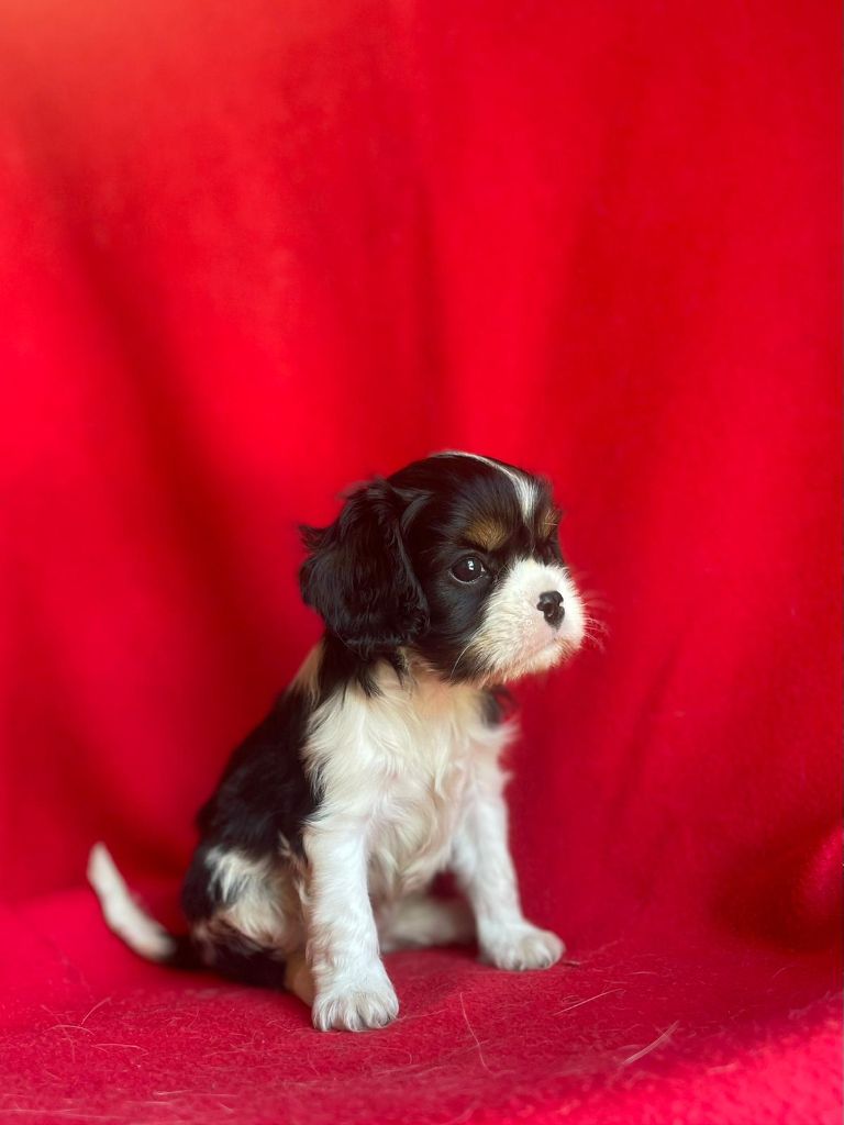 Du Souvenir Des Dicks - Chiots disponibles - Cavalier King Charles Spaniel