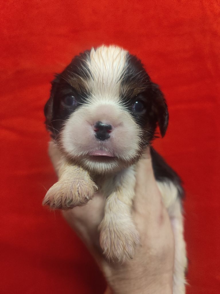 Du Souvenir Des Dicks - Chiots disponibles - Cavalier King Charles Spaniel