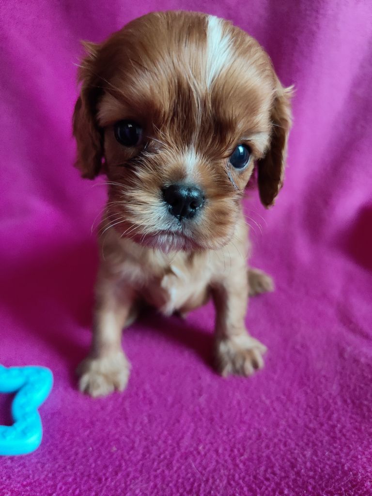 Du Souvenir Des Dicks - Chiots disponibles - Cavalier King Charles Spaniel