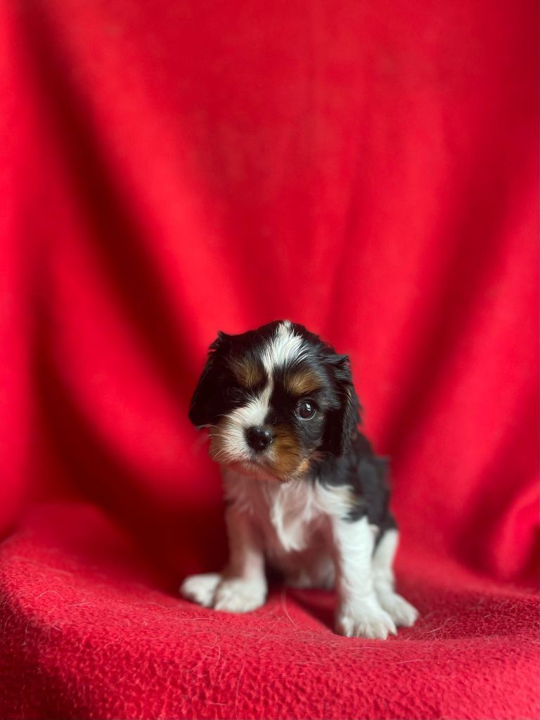 Du Souvenir Des Dicks - Cavalier King Charles Spaniel - Portée née le 11/05/2025