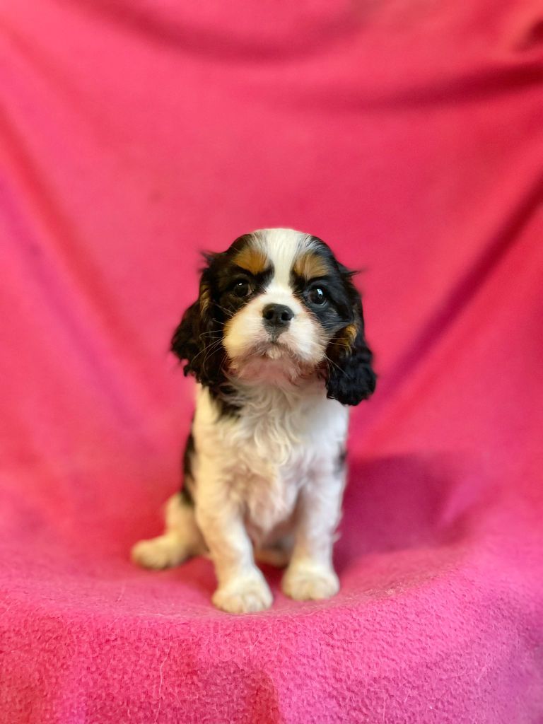 Du Souvenir Des Dicks - Chiots disponibles - Cavalier King Charles Spaniel