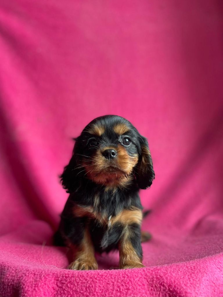 Du Souvenir Des Dicks - Chiots disponibles - Cavalier King Charles Spaniel